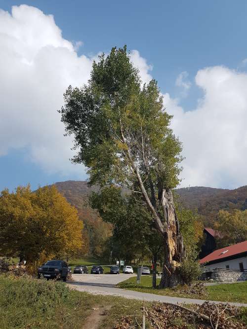 Arboristično svetovanje - Sanacija poškodovanega drevja. Arboristično svetovanje - Sanacija poškodovanega drevja.