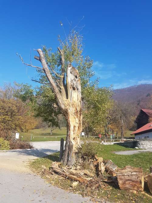 Obžagovanje drevja - Po posegu zmanjšana višina ter obseg krošenj. Obžagovanje drevja - Po posegu zmanjšana višina ter obseg krošenj.