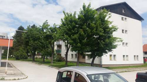 Obžagovanje drevja - obžagane krošnje Obžagovanje drevja - obžagane krošnje