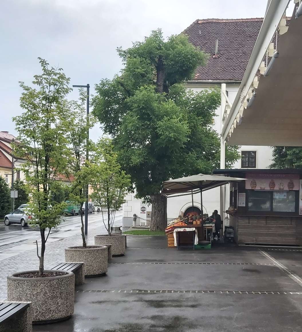 Obžagovanje drevja - Oreh po posegu - Lepo olistan Obžagovanje drevja - Oreh po posegu - Lepo olistan